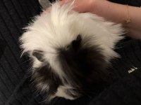 Çift guinea pig