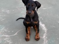 3 Aylık Eğitimi Doberman Köpeği
