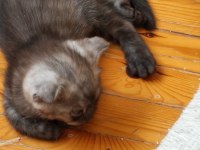 45 günlük erkek scottish fold