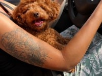 ÖZEL RED BROWN MİNİ TOY POODLE YAVRULARI