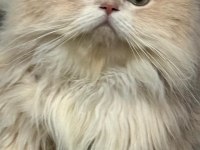 British shorthair golden full secereli Ny12 baba Cy12