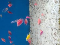 Transgenetik Tetra