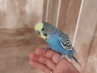Konuşan muhabbet kuşu çifti