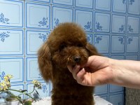 Toy poodle dişi