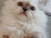 British Longhair Bebek Yavrular