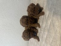 Red Dark teslime hazır gerçek toy poodle