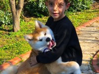 Safkan Soykütük Sertifika Belgeli Japon Akita Yavrular