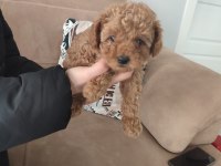 TOY POODLE YAVRULAR İZMİR