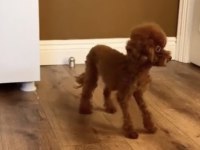 Kore Teacup 15 Aylık Dişi 1400 Gr 18 Cm Poodle