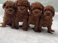 Evinizin Neşesi Olucak Toy Poodle Yavrular 