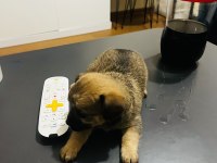 Minyatür pinscher