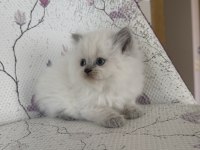 KAR TOPU YUMOŞ BRİTİSH BEBEK