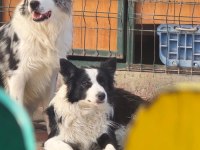 Muhteşem border collie yavrular