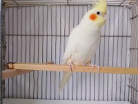 Sultan papağanı 5 aylık