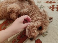 1.5 yaşında erkek toy poodle