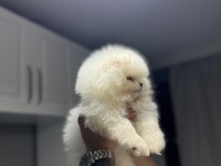 Pomeranian boo kar beyazı 2 aylık