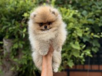 Pomeranian boo ırk garantili