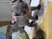 Erkek british longhair bebek
