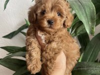 BU FİYATA SON TOY POODLE