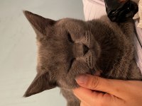 Sıcakkanlı british shorthair kızımızı sahiplendiriyoruz