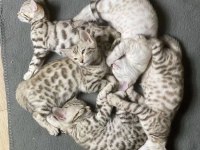 Snow Bengal Kedisi Rusya Girişli