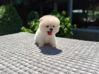Ayıcık Surat Pomeranian