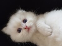British longhair pamuk bebişe yuva arıyorum