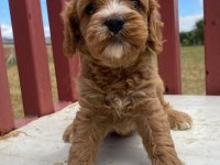 Sevimli Maltipoo