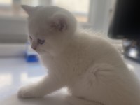 Safkan British shorthair