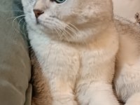 Scottish fold oğluma british eş arıyorum
