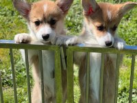 welsh corgi pembroke Erkek 3 aylık