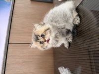 British longhair