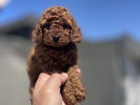 RED BROWN TOY POODLE YAVRULAR