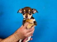 Minyatür pinscher çok sevimli tam ev ortamı için
