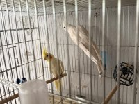 Albino lutino sultan papağanı takımı