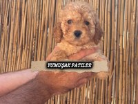 Sevimli Irk Toy Poodle