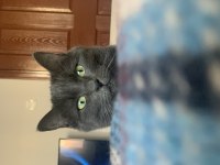 British shorthair kırması