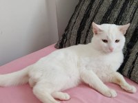 Sahiplendirme Kedimiz İçin Ulaşınız