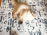 5 aylık dişi british longhair