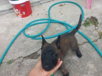 Kalite malinois yavruları 1 dişi ve 1 erkek