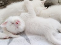 british shorthair özel seri mavi gözlü