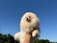 Pomeranian yavru köpeğimiz