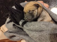 Çin aslanı köpeğimi acil sahiplendiriyorum