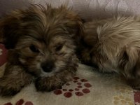 Yorkienese Terrier