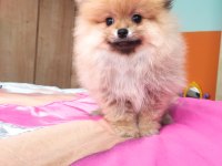 İzmirde Ayı Surat Orjinal Pomeranian Boo Yavruları