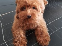 Red Brown Maltipoo
