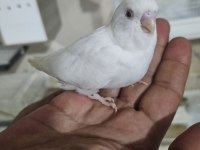 YUVADAN ÇIKAN YENİ MUHABBET KUŞU YAVRULAR