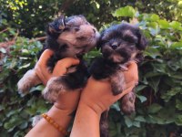 Yorkshire terrier yavru köpekleri