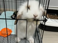 2 aylık hollanda lop tavşan