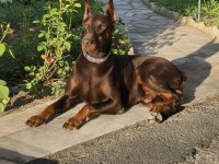 Irk Garantili Safkan Doberman Yavrular